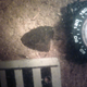 Close-up of a submerged bi-face tool. (Image: J. Halligan)